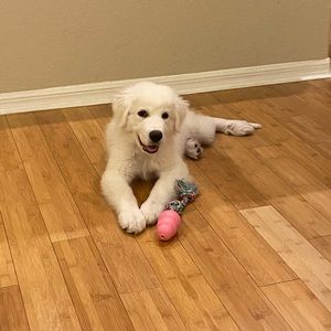 Meet your Posher, Jinny